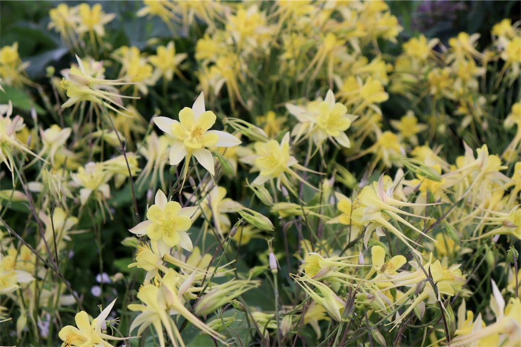 f:id:kapibara5168:20180626173721j:image f:id:kapibara5168:20180626173721j:image