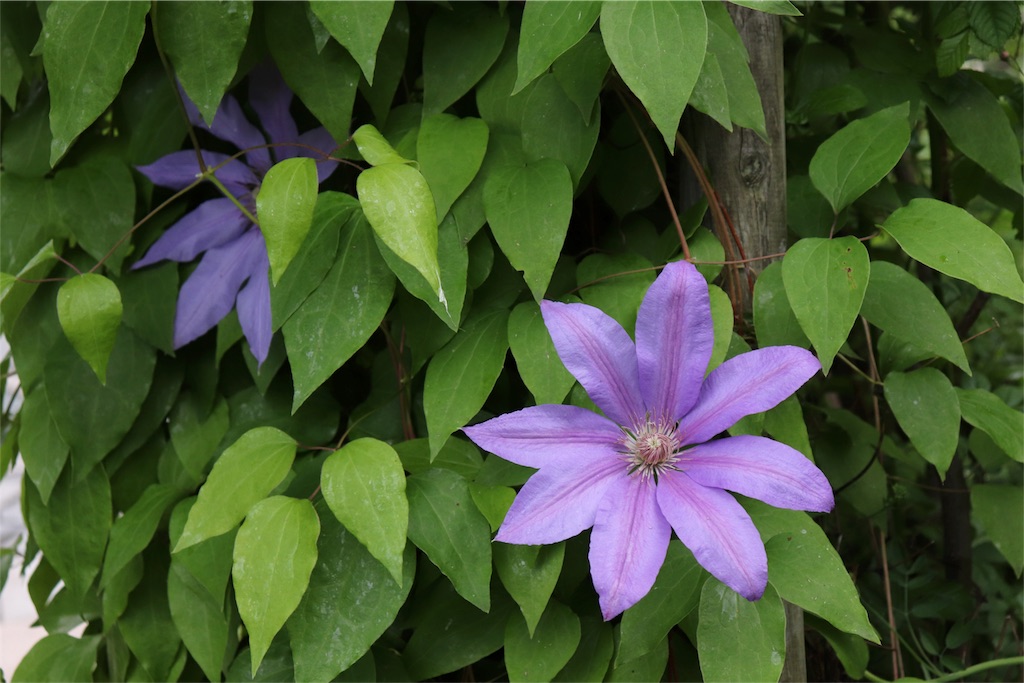 f:id:kapibara5168:20180626175643j:plain f:id:kapibara5168:20180626175643j:plain