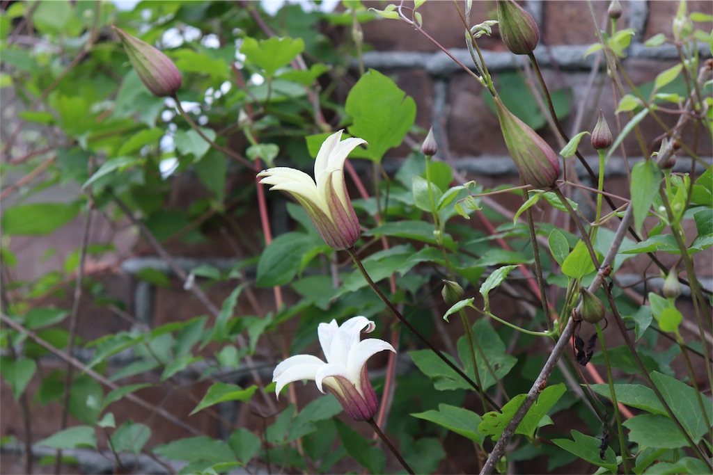 f:id:kapibara5168:20180626175659j:plain f:id:kapibara5168:20180626175659j:plain