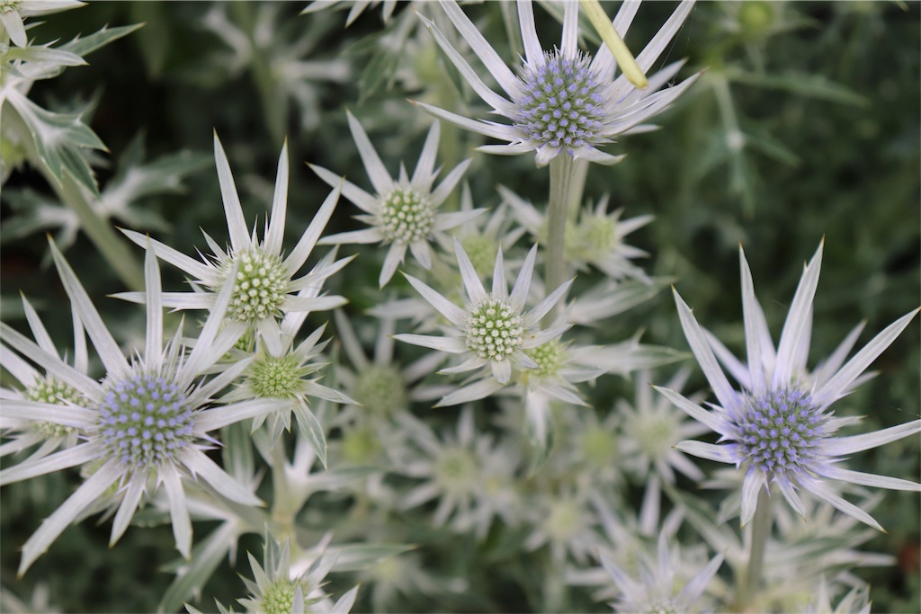 f:id:kapibara5168:20180626191929j:image f:id:kapibara5168:20180626191929j:image