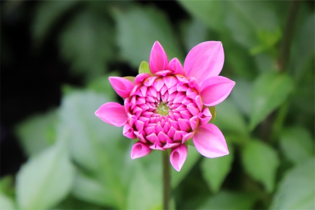 f:id:kapibara5168:20180626192719j:plain f:id:kapibara5168:20180626192719j:plain