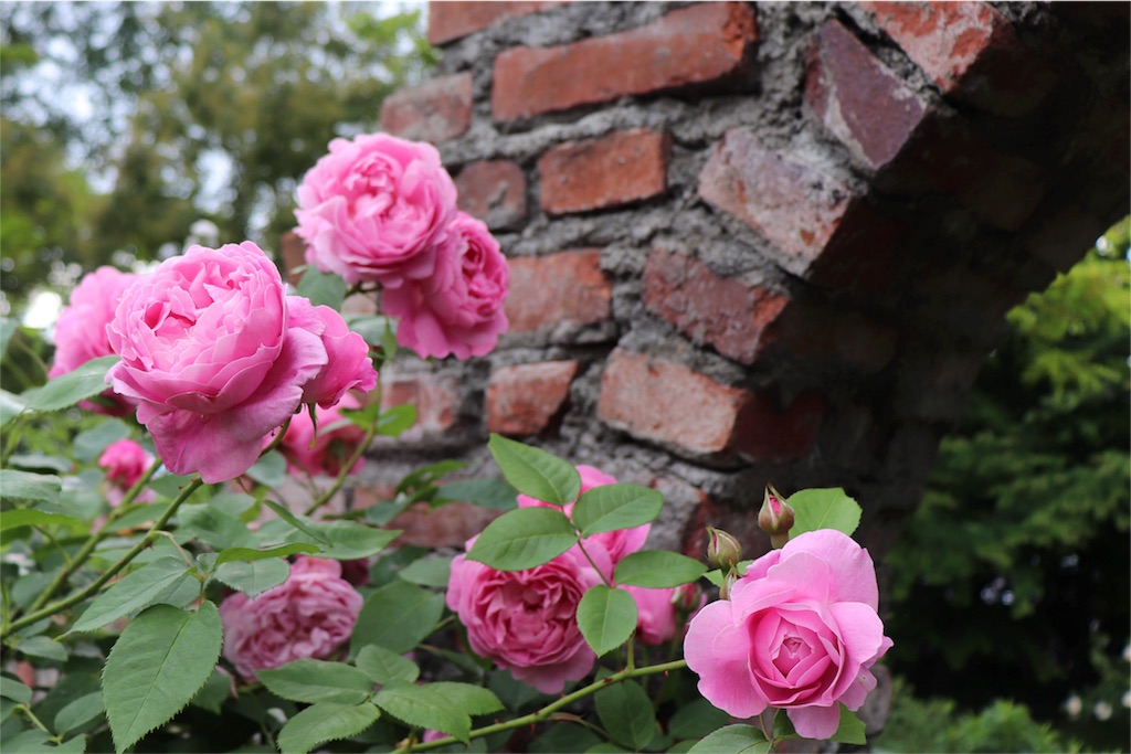 f:id:kapibara5168:20180626193611j:image f:id:kapibara5168:20180626193611j:image