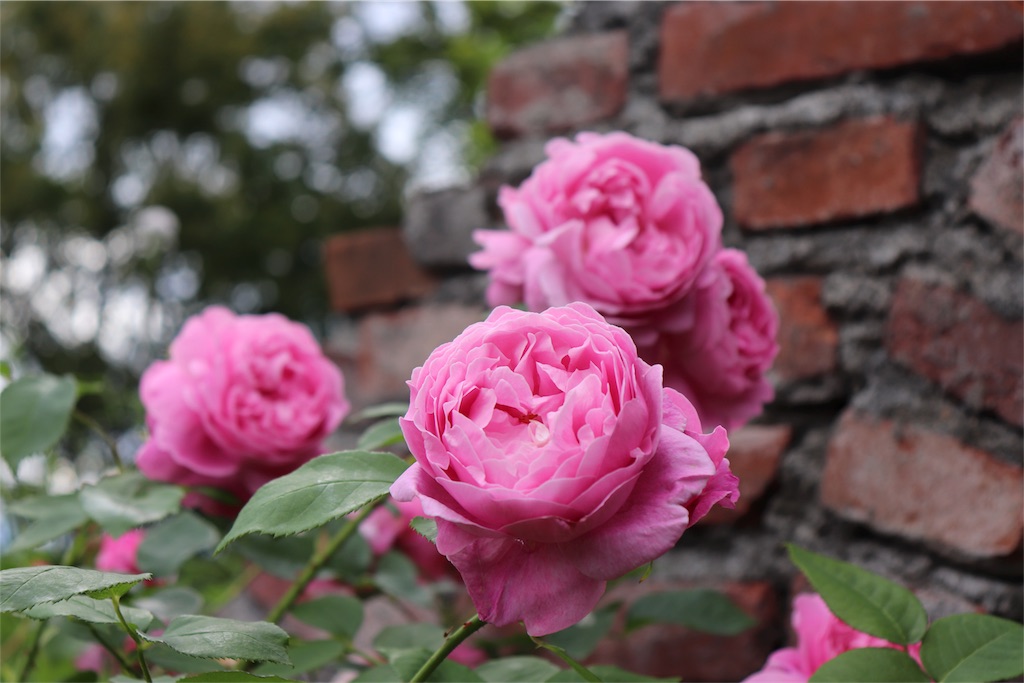 f:id:kapibara5168:20180626193615j:image f:id:kapibara5168:20180626193615j:image