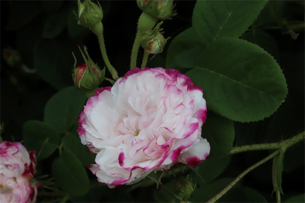 f:id:kapibara5168:20180626194527j:image f:id:kapibara5168:20180626194527j:image