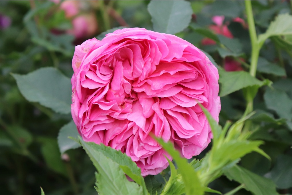 f:id:kapibara5168:20180626194530j:image f:id:kapibara5168:20180626194530j:image