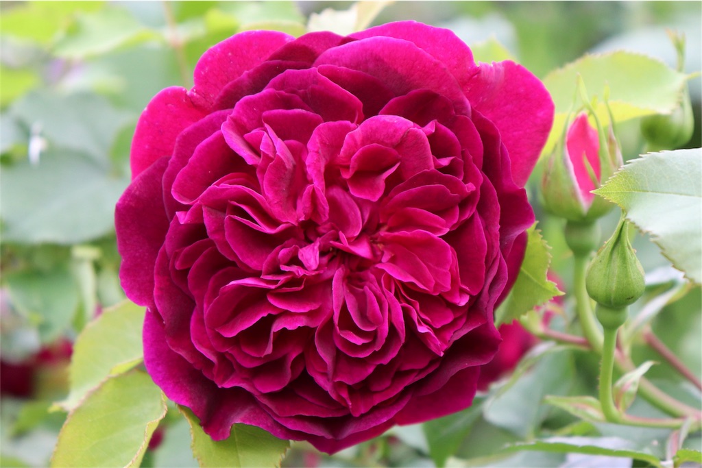 f:id:kapibara5168:20180626194543j:image f:id:kapibara5168:20180626194543j:image