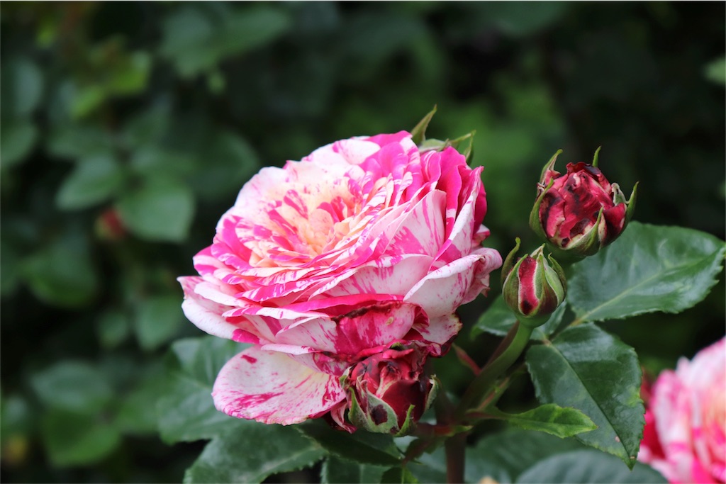 f:id:kapibara5168:20180626194550j:image f:id:kapibara5168:20180626194550j:image