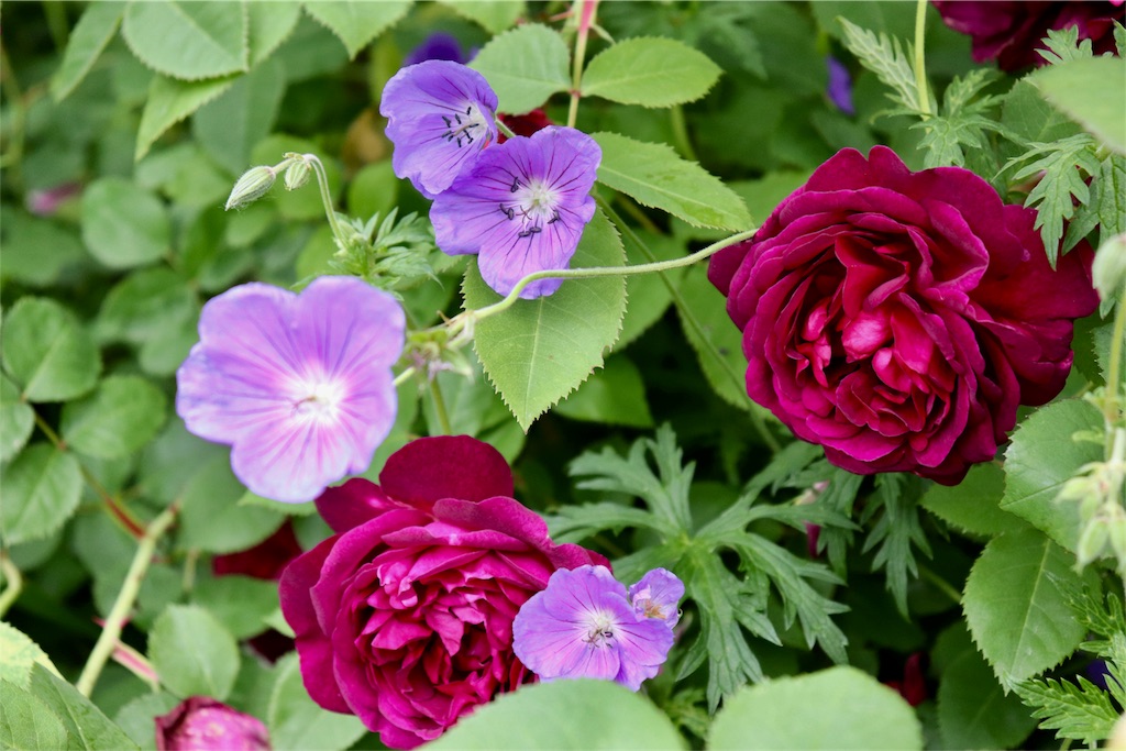 f:id:kapibara5168:20180626194555j:image f:id:kapibara5168:20180626194555j:image