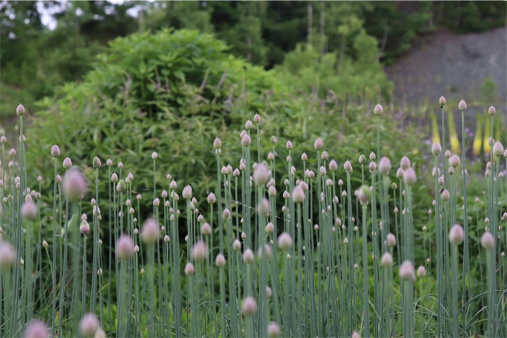 f:id:kapibara5168:20180626195530j:image f:id:kapibara5168:20180626195530j:image