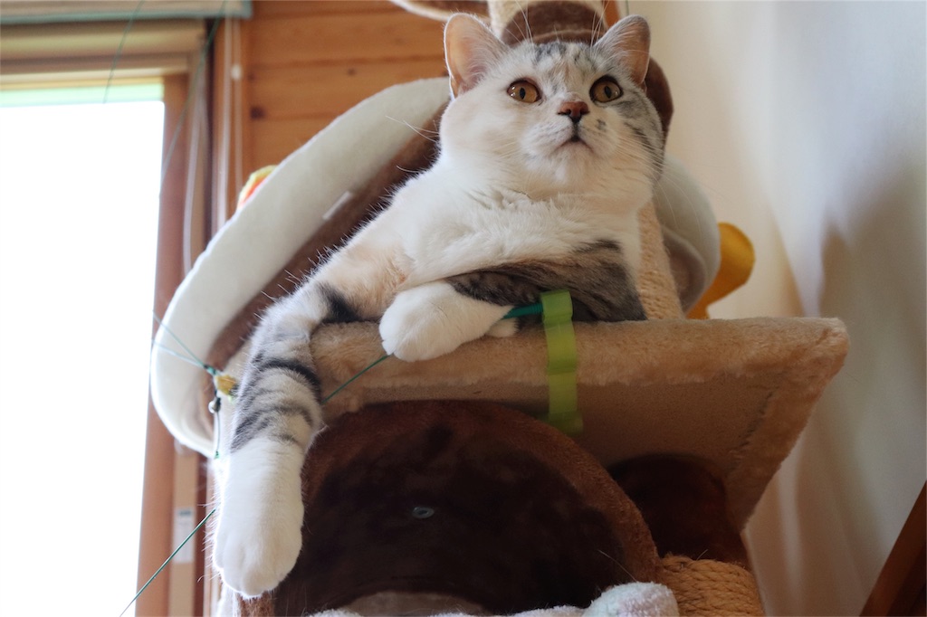 f:id:kapibara5168:20180626202409j:image f:id:kapibara5168:20180626202409j:image