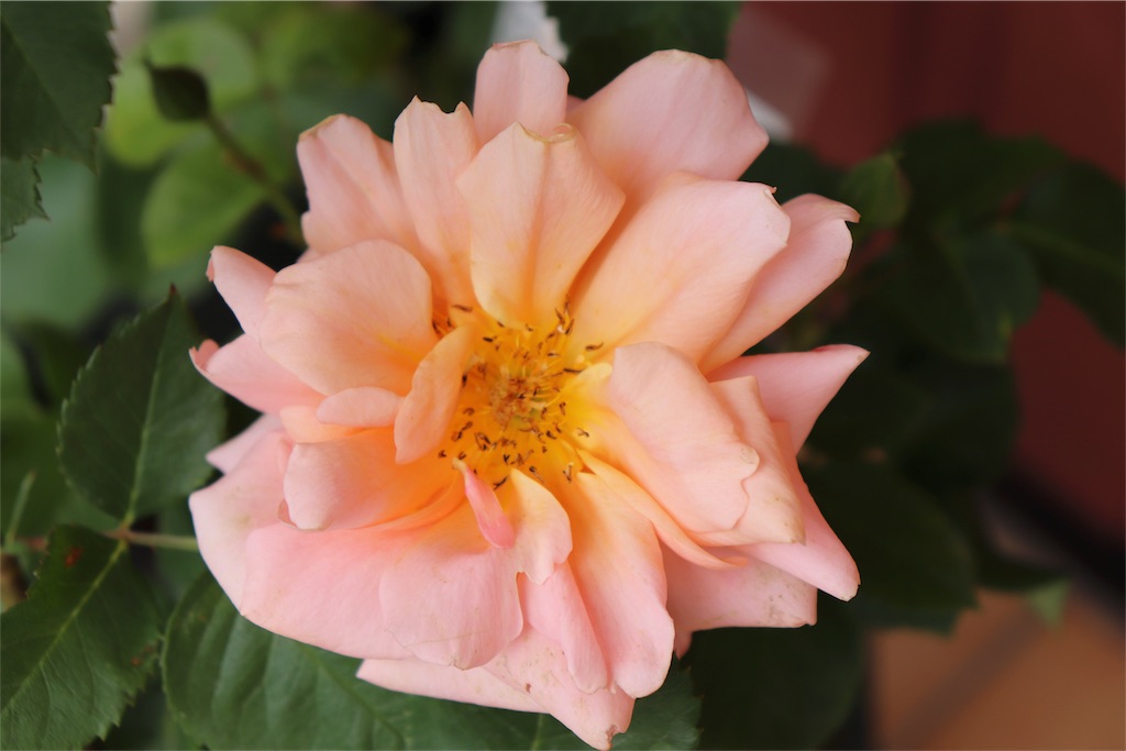 f:id:kapibara5168:20180701123618j:plain f:id:kapibara5168:20180701123618j:plain