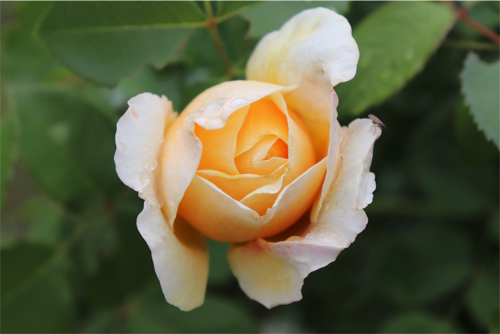 f:id:kapibara5168:20180711160058j:plain f:id:kapibara5168:20180711160058j:plain