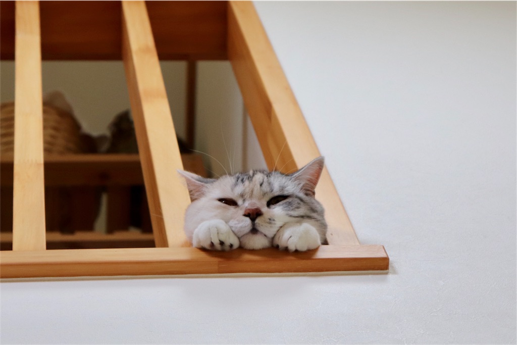 f:id:kapibara5168:20180825133423j:image f:id:kapibara5168:20180825133423j:image