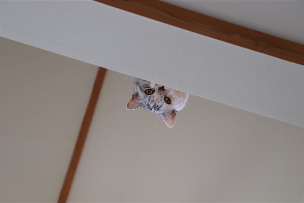 f:id:kapibara5168:20180825135345j:image f:id:kapibara5168:20180825135345j:image