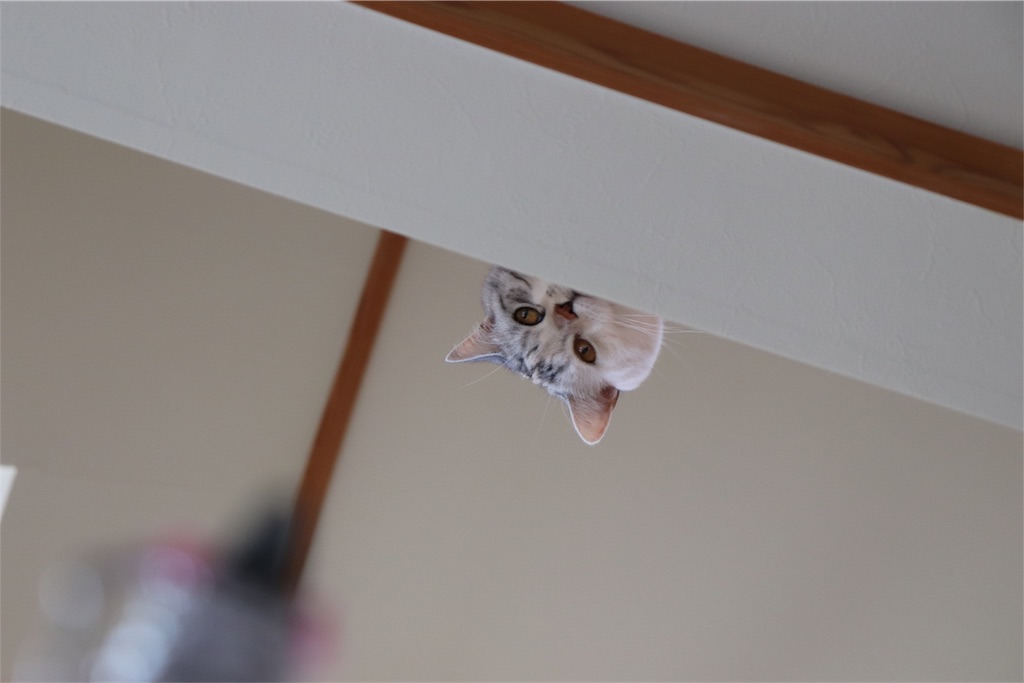 f:id:kapibara5168:20180825135600j:image f:id:kapibara5168:20180825135600j:image