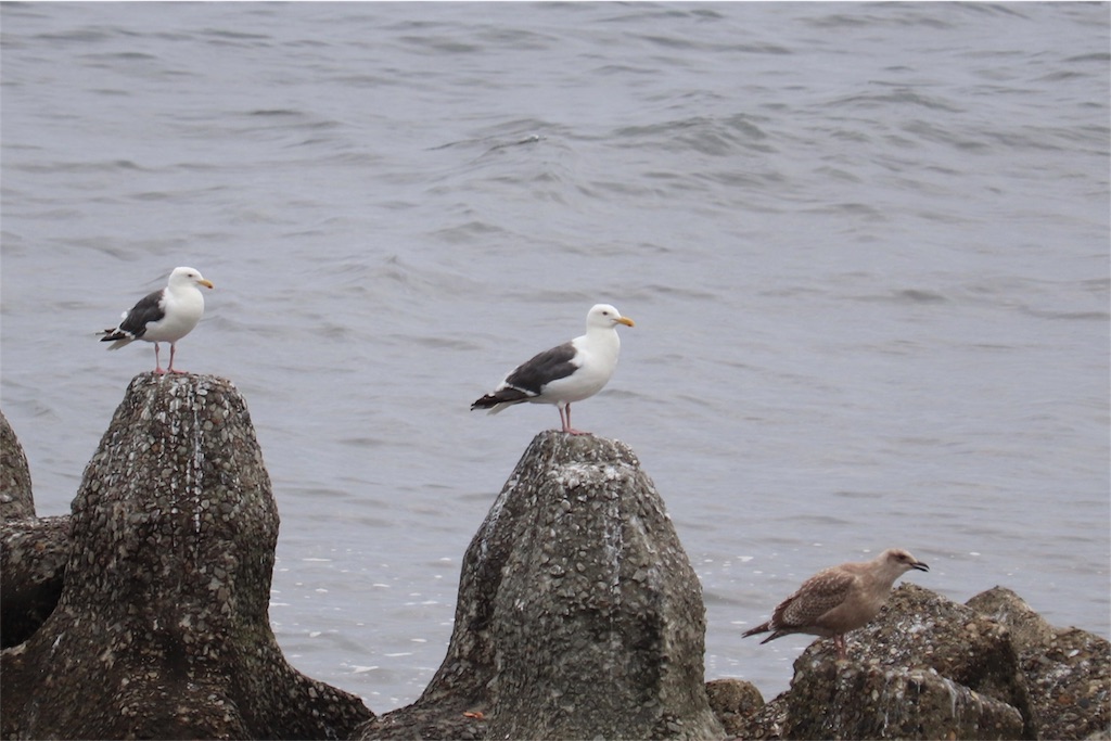 f:id:kapibara5168:20180825154211j:image f:id:kapibara5168:20180825154211j:image