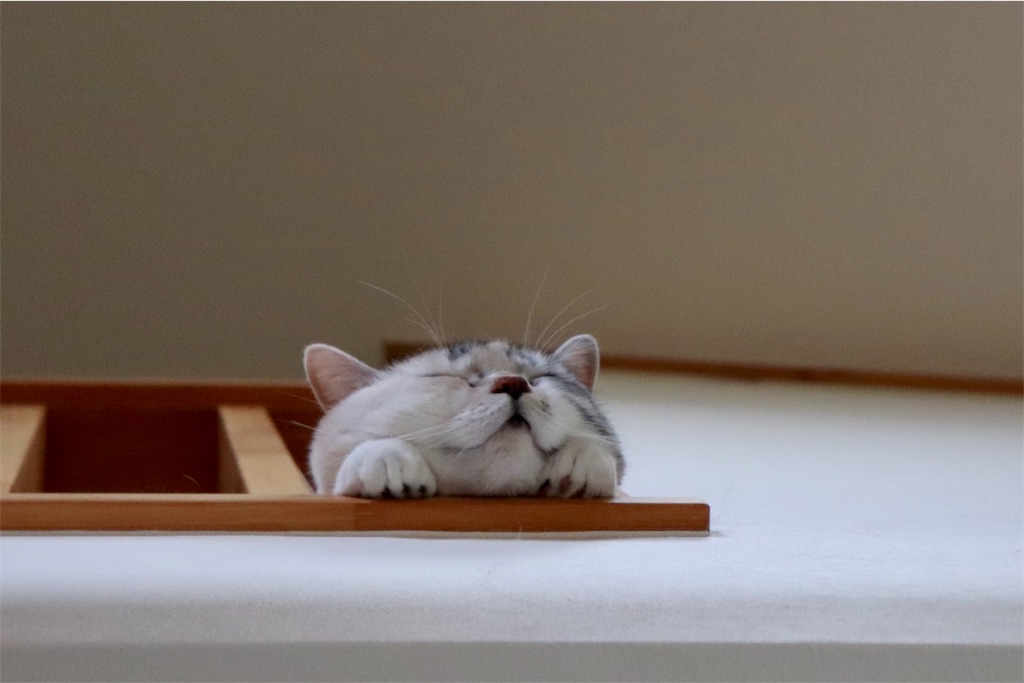 f:id:kapibara5168:20180825174549j:image f:id:kapibara5168:20180825174549j:image