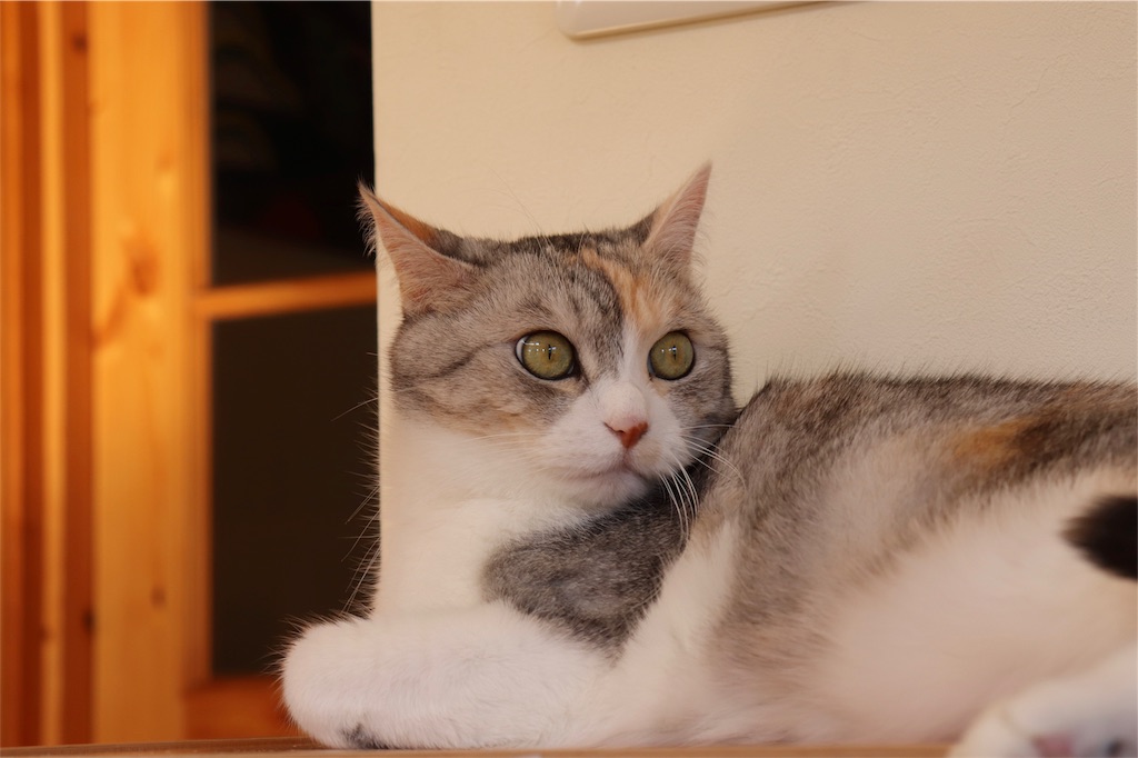 f:id:kapibara5168:20181114134759j:image f:id:kapibara5168:20181114134759j:image