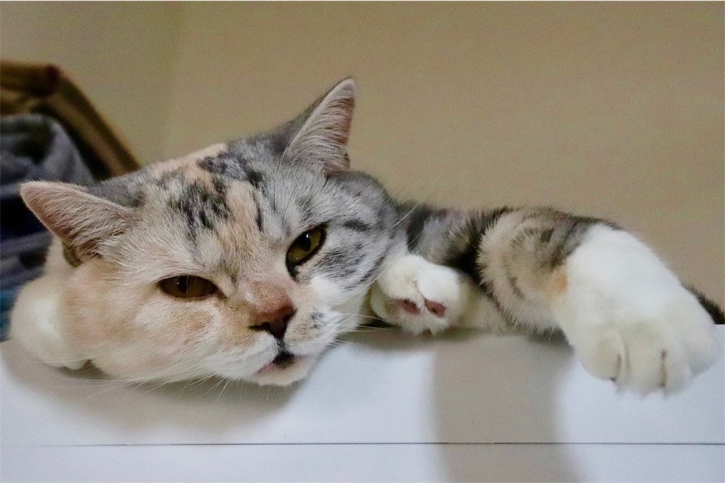f:id:kapibara5168:20181114140043j:image f:id:kapibara5168:20181114140043j:image