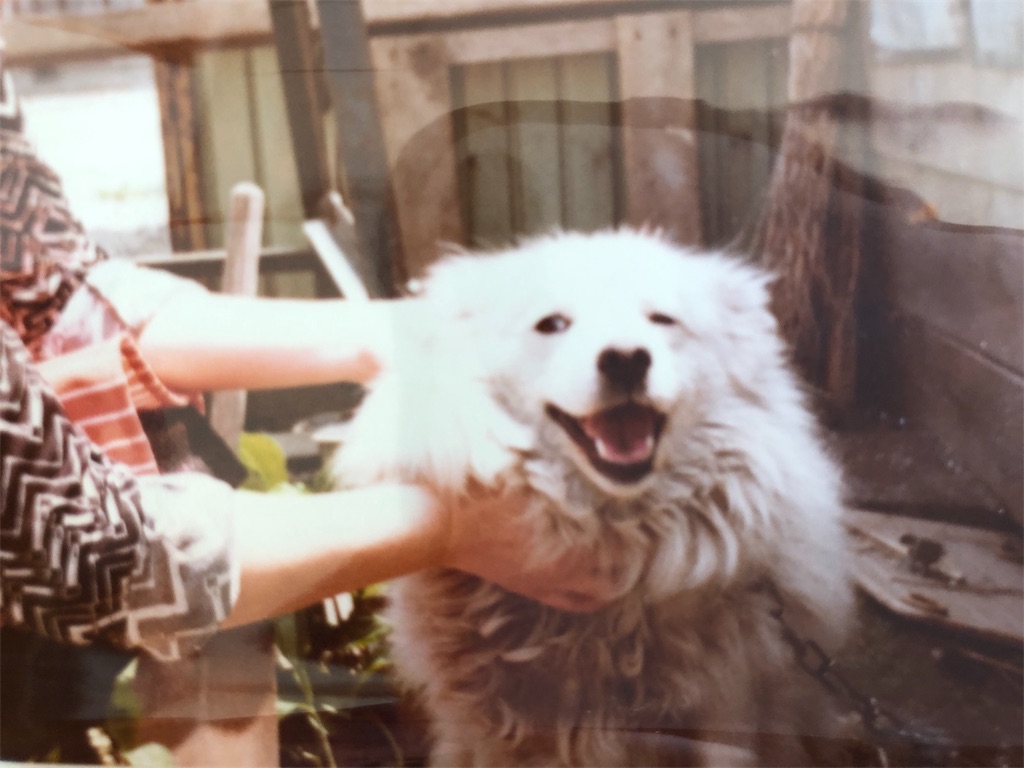 f:id:kapibara5168:20190203140335j:image f:id:kapibara5168:20190203140335j:image