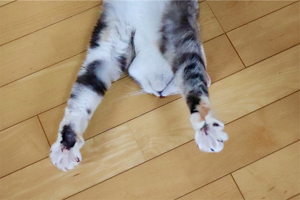 f:id:kapibara5168:20190302172537j:image f:id:kapibara5168:20190302172537j:image
