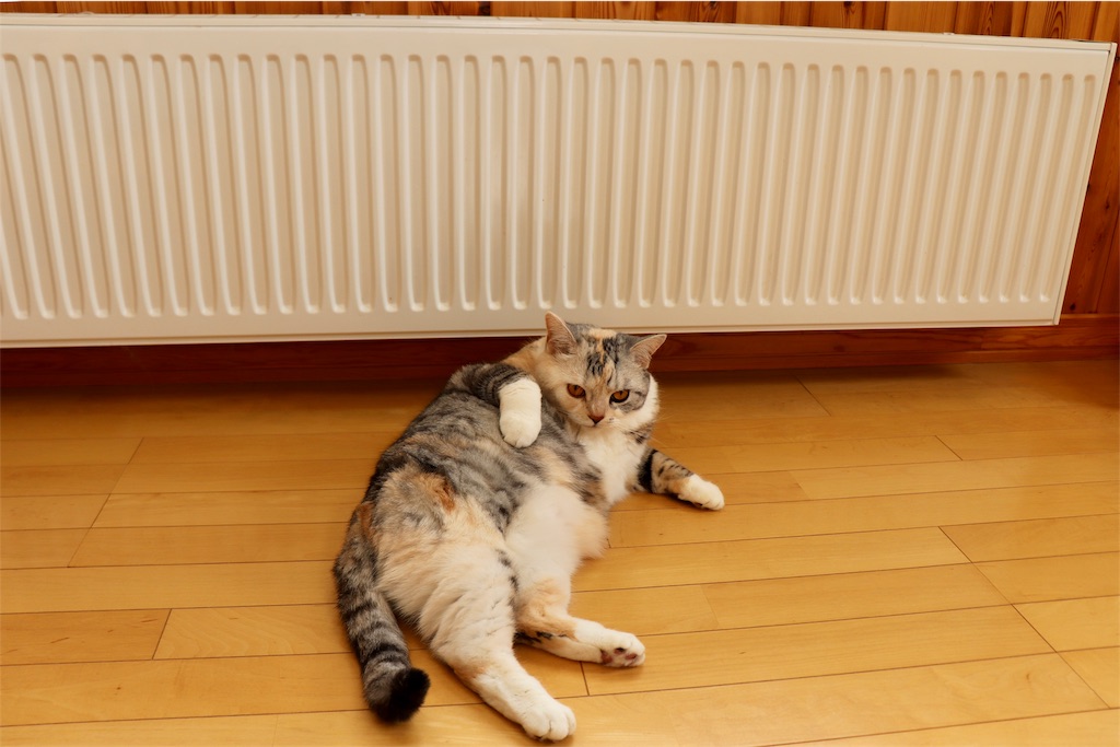 f:id:kapibara5168:20190331131721j:image f:id:kapibara5168:20190331131721j:image