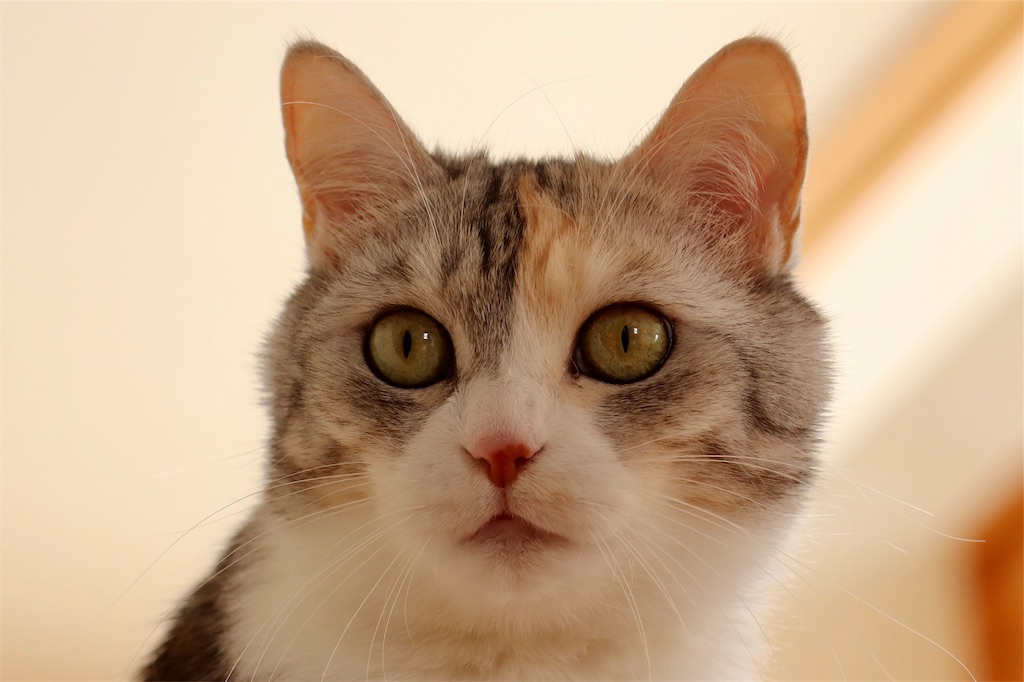 f:id:kapibara5168:20190331132238j:image f:id:kapibara5168:20190331132238j:image