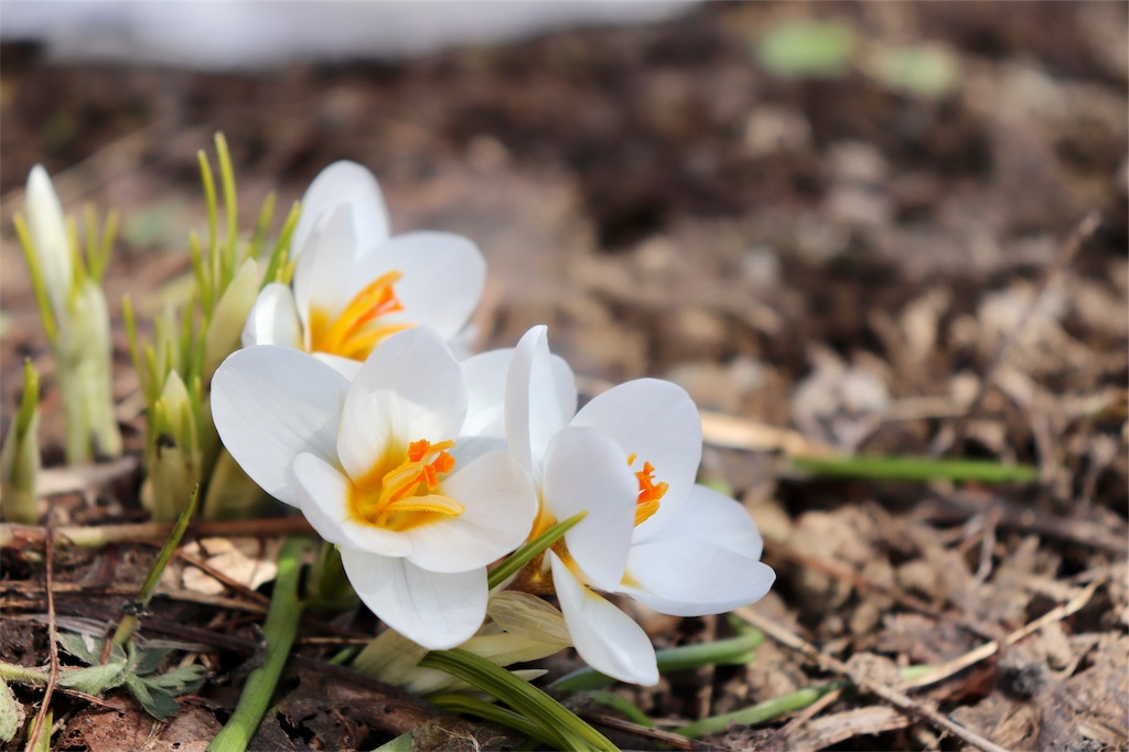 f:id:kapibara5168:20190424125233j:image f:id:kapibara5168:20190424125233j:image