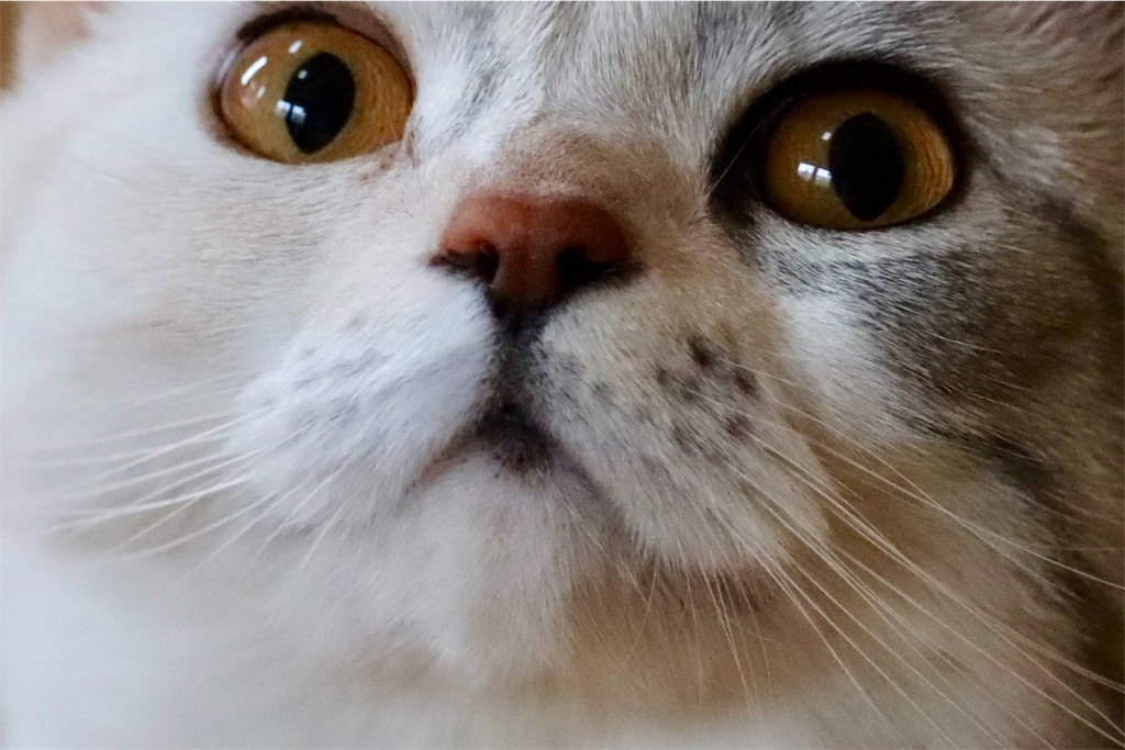 f:id:kapibara5168:20190610202506j:image f:id:kapibara5168:20190610202506j:image