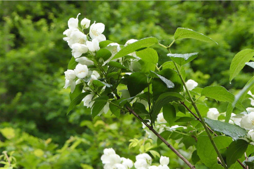 f:id:kapibara5168:20190711172233j:image f:id:kapibara5168:20190711172233j:image