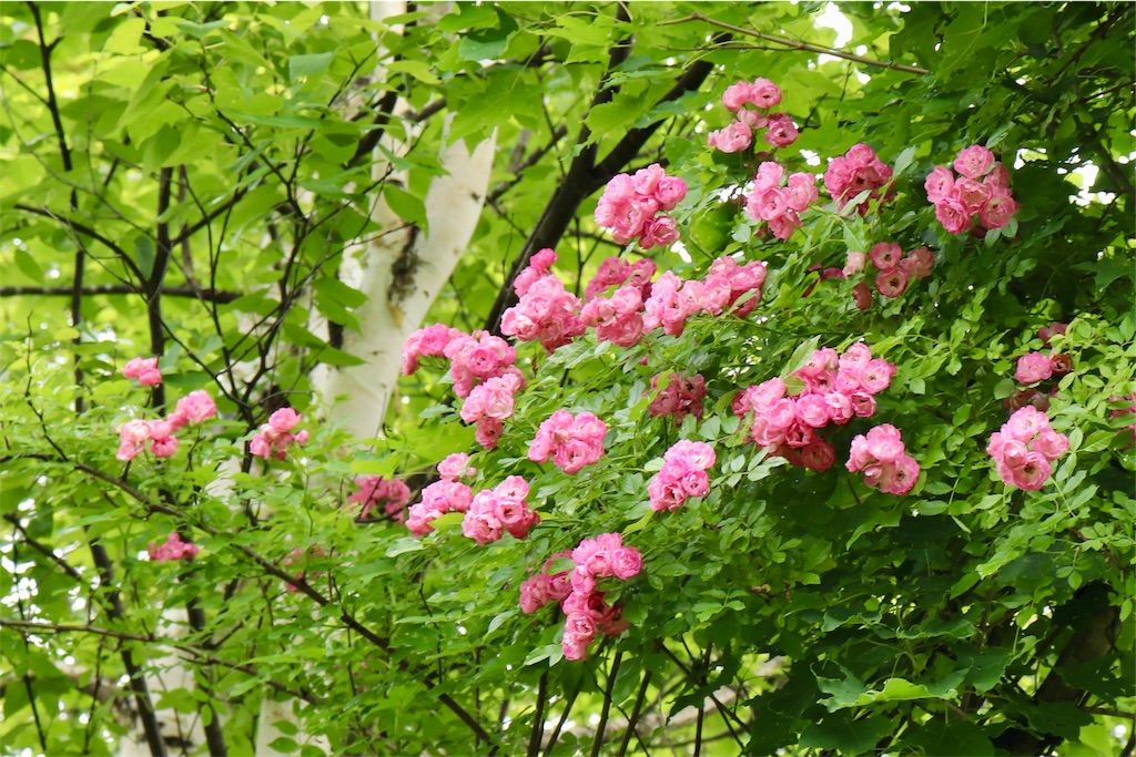 f:id:kapibara5168:20190711172343j:image f:id:kapibara5168:20190711172343j:image