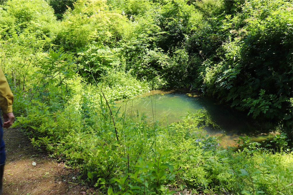 f:id:kapibara5168:20190716102643j:image f:id:kapibara5168:20190716102643j:image