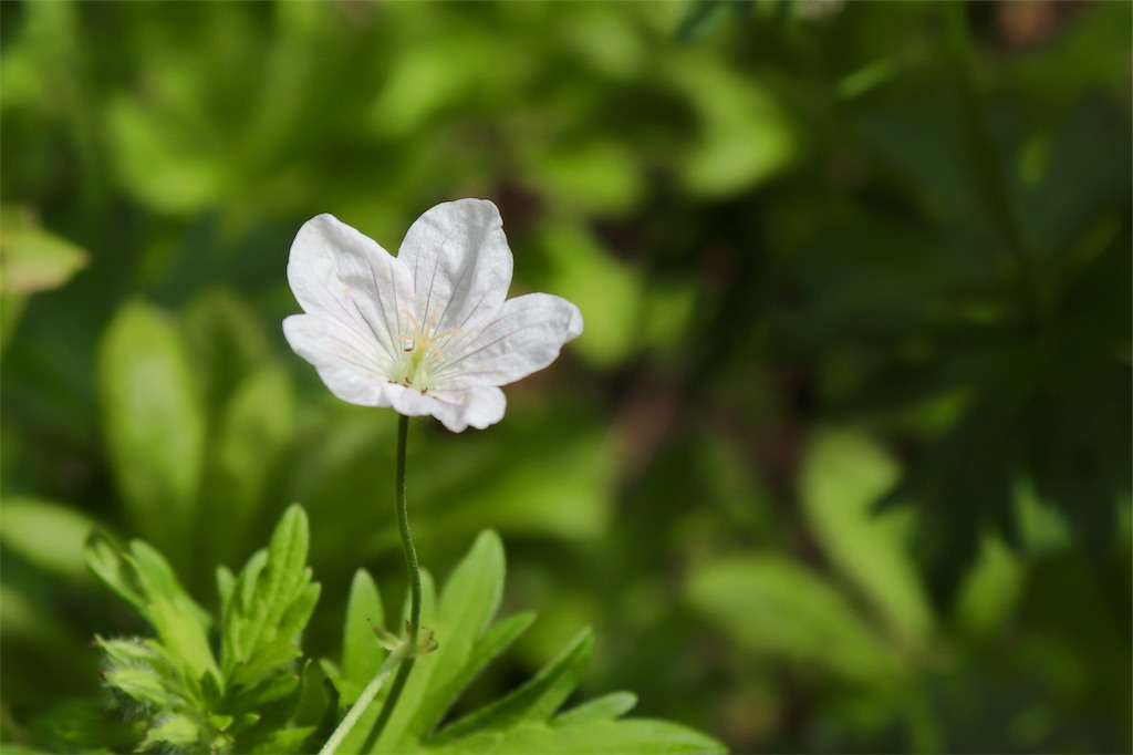 f:id:kapibara5168:20190716121518j:image f:id:kapibara5168:20190716121518j:image