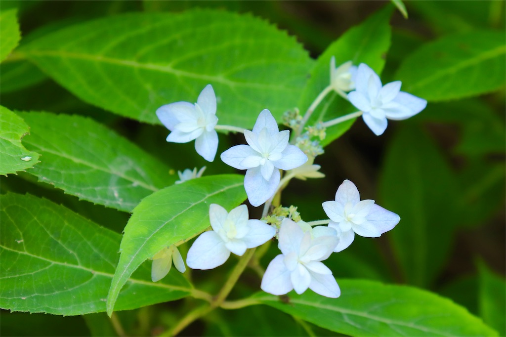 f:id:kapibara5168:20190716144314j:image f:id:kapibara5168:20190716144314j:image