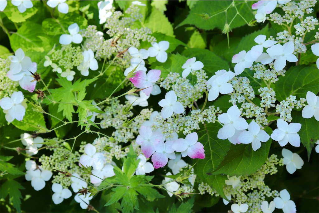 f:id:kapibara5168:20190716144339j:image f:id:kapibara5168:20190716144339j:image