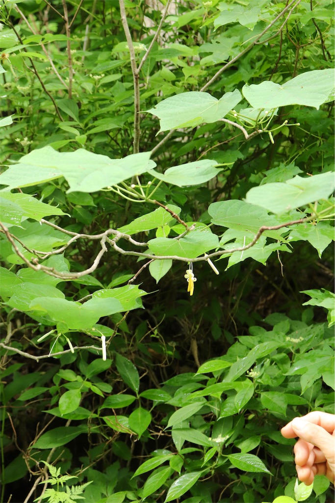 f:id:kapibara5168:20190716161901j:image f:id:kapibara5168:20190716161901j:image