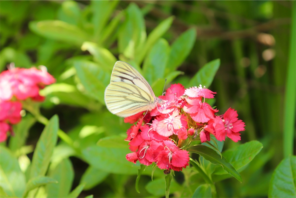 f:id:kapibara5168:20190716182930j:image f:id:kapibara5168:20190716182930j:image