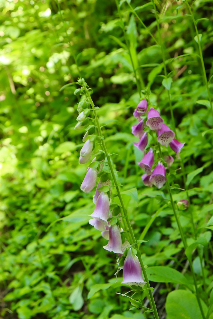 f:id:kapibara5168:20190717112042j:image f:id:kapibara5168:20190717112042j:image