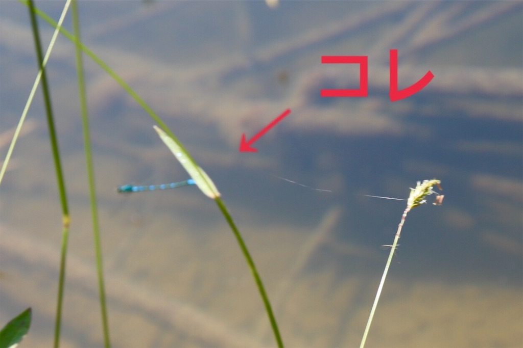 f:id:kapibara5168:20190717142308j:image f:id:kapibara5168:20190717142308j:image