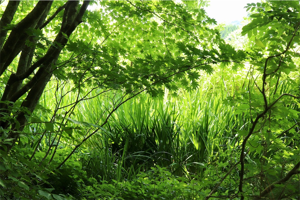 f:id:kapibara5168:20190717193806j:image f:id:kapibara5168:20190717193806j:image