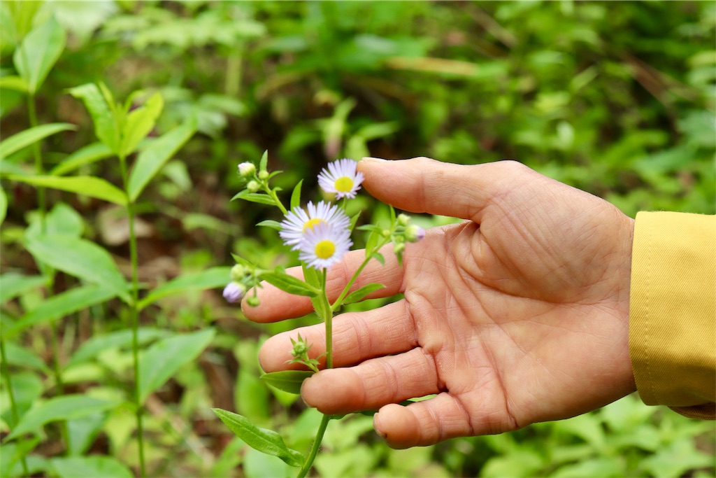 f:id:kapibara5168:20190717194317j:image f:id:kapibara5168:20190717194317j:image