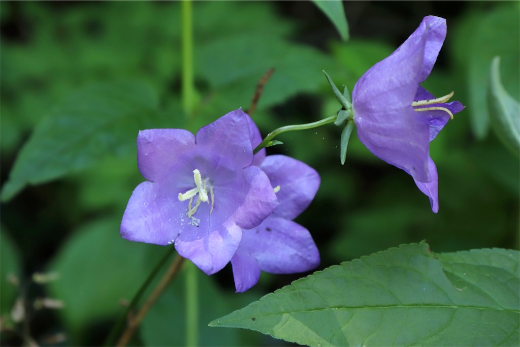 f:id:kapibara5168:20190717195657j:image f:id:kapibara5168:20190717195657j:image