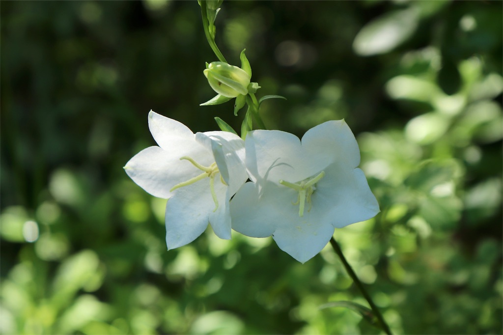 f:id:kapibara5168:20190717195702j:image f:id:kapibara5168:20190717195702j:image