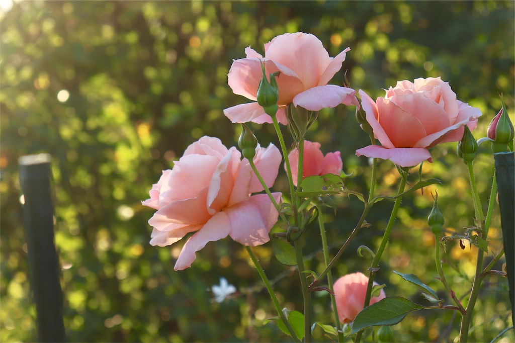 f:id:kapibara5168:20190923174228j:image