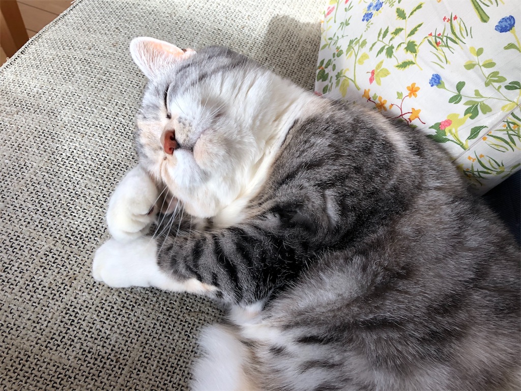f:id:kapibara5168:20191128101837j:image f:id:kapibara5168:20191128101837j:image