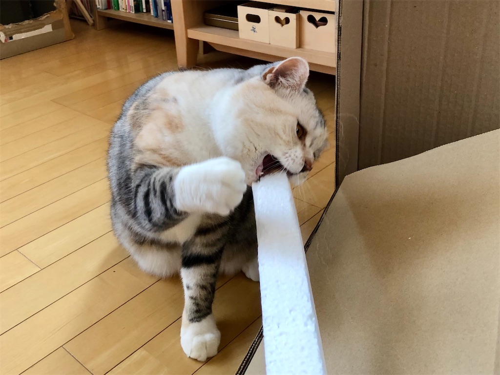 f:id:kapibara5168:20200116160037j:image f:id:kapibara5168:20200116160037j:image