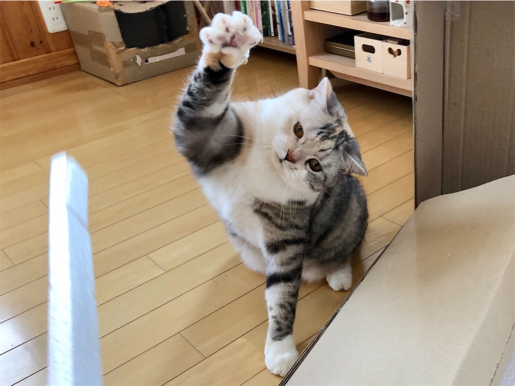 f:id:kapibara5168:20200116160040j:image f:id:kapibara5168:20200116160040j:image
