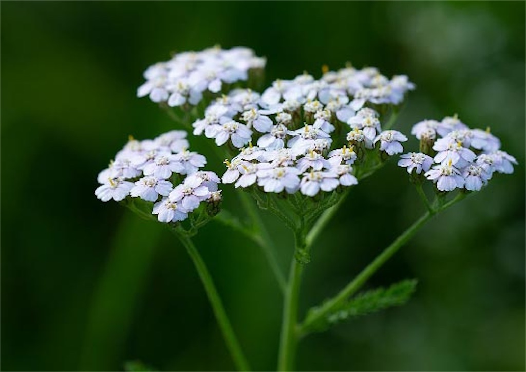 花の季節到来と乙女心 北のはしっこ惑星