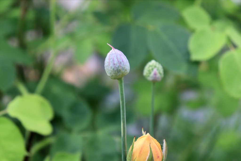 f:id:kapibara5168:20210731171821j:image f:id:kapibara5168:20210731171821j:image