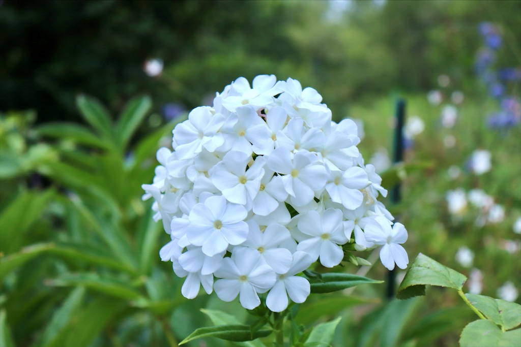 f:id:kapibara5168:20211115214248j:image